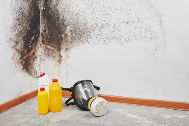 Best Mold Testing and Inspection Services in Kensington, CT