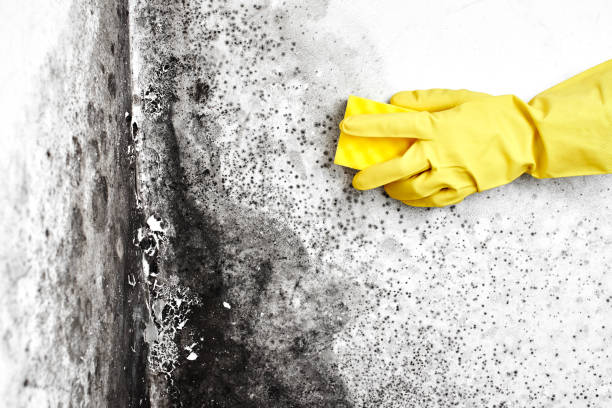 Best Black Mold Remediation in Kensington, CT